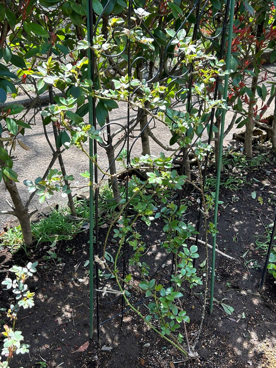 ローズアントワネット開花苗の32週後