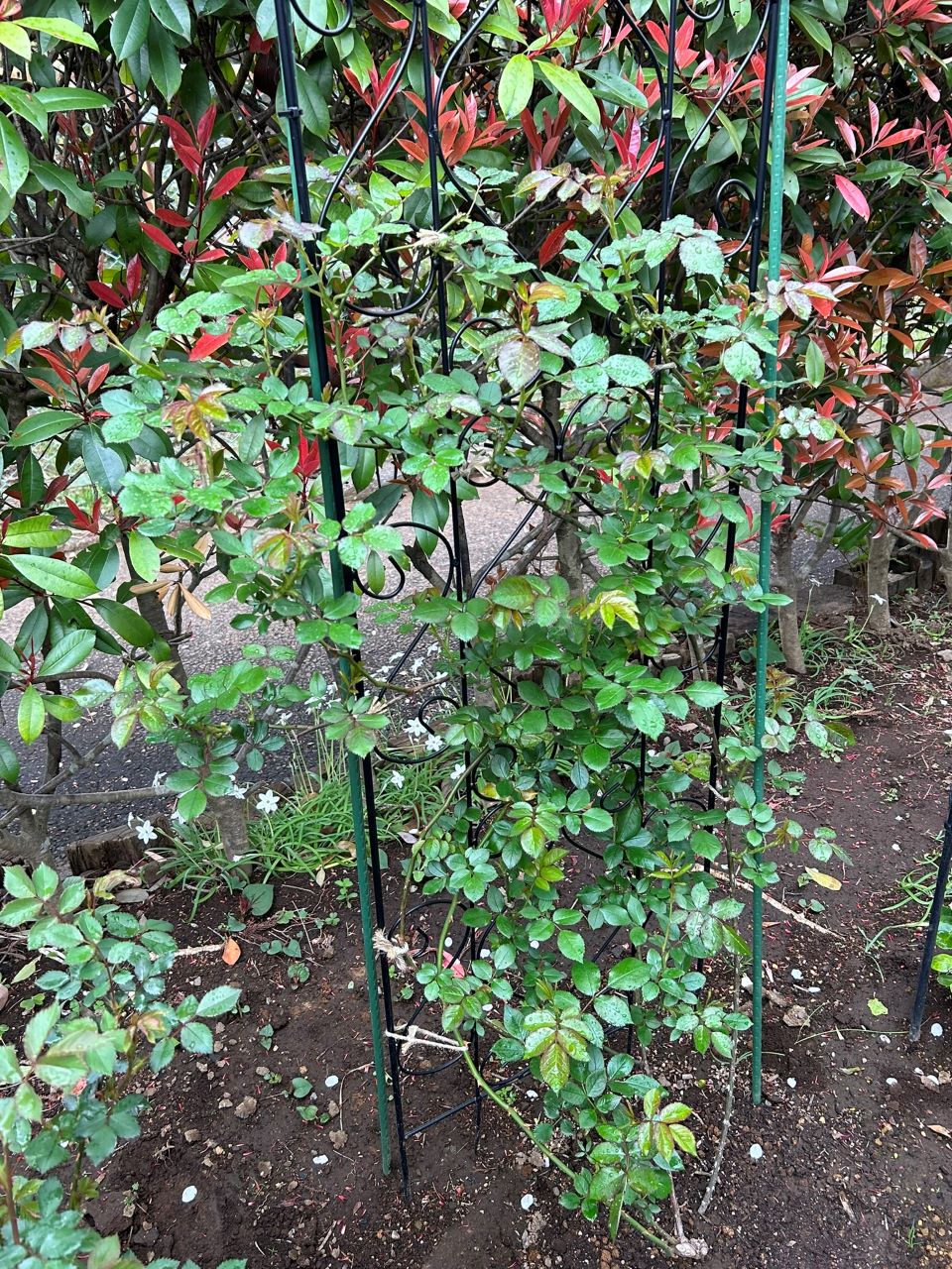 ローズアントワネット開花苗の34週後