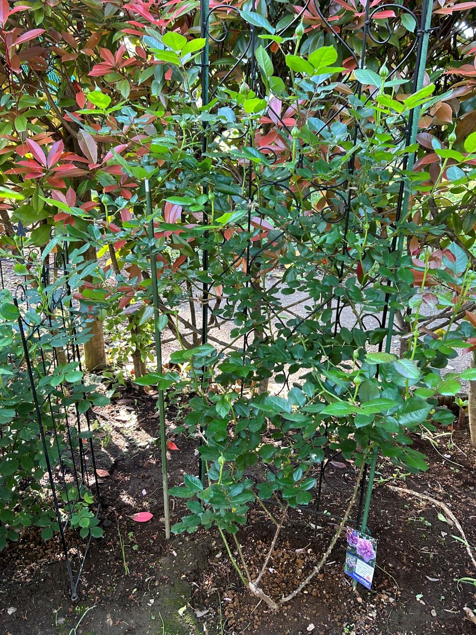 ローズアントワネット開花苗の36週後