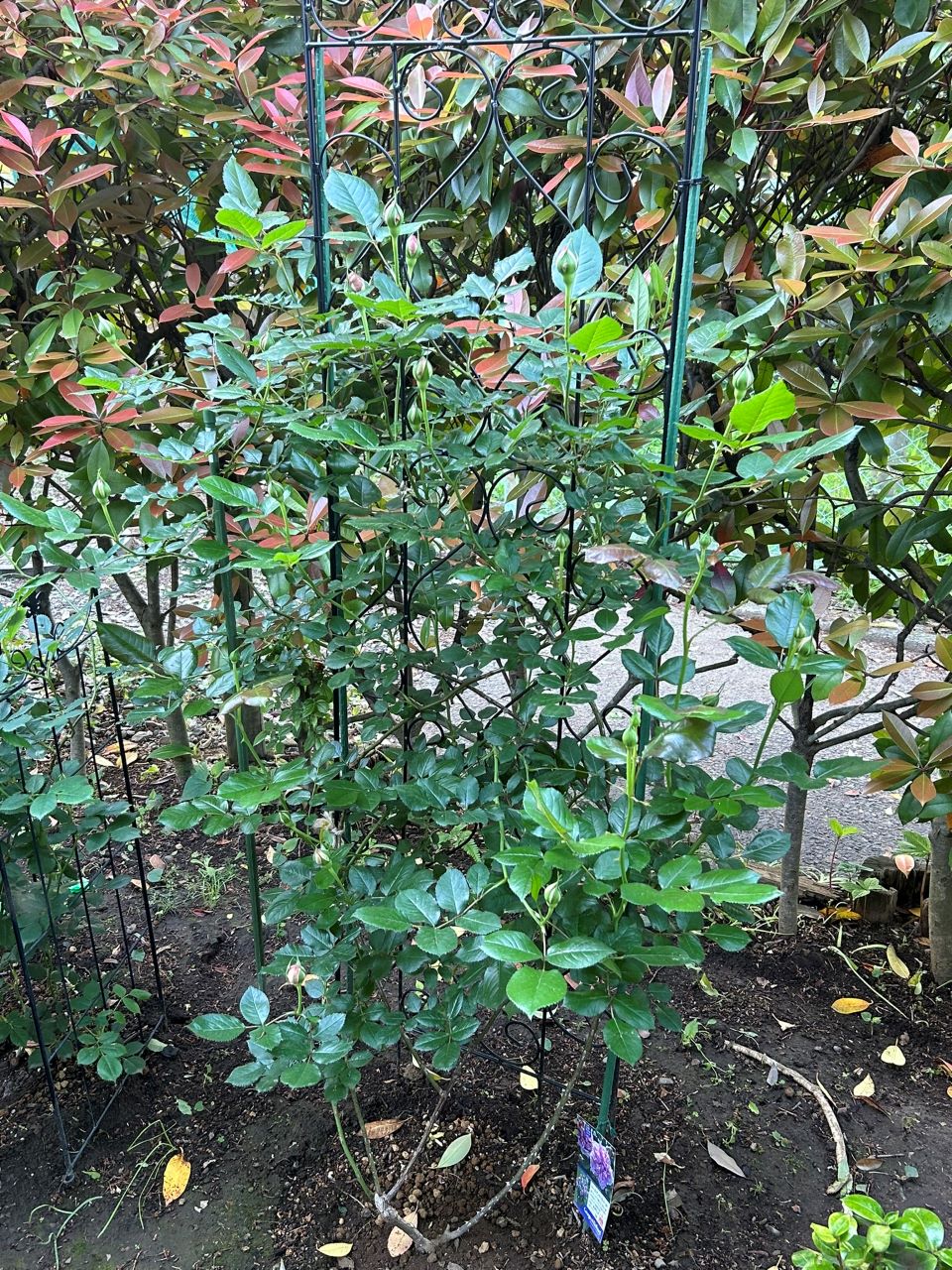 ローズアントワネット開花苗の37週後