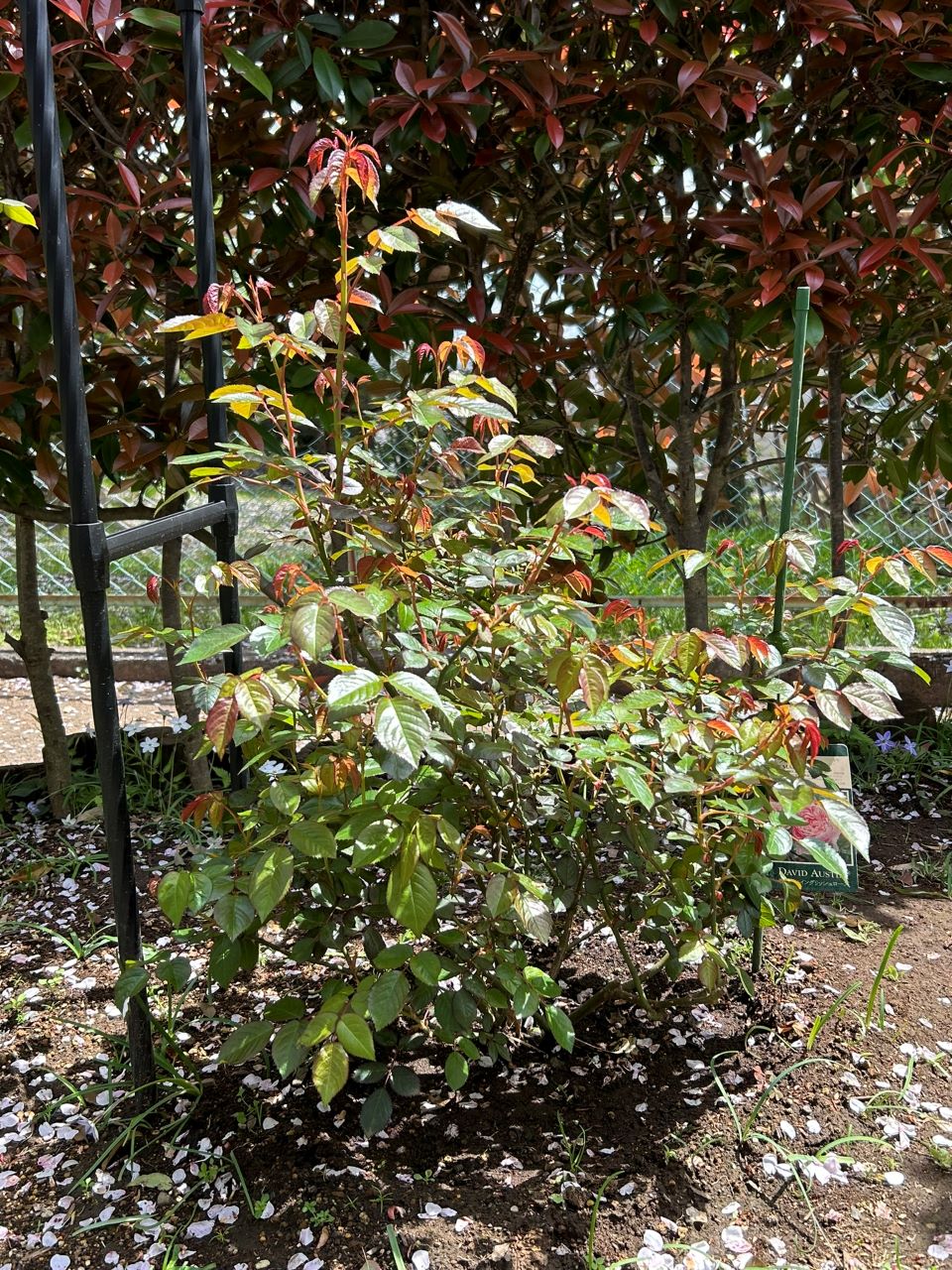 サイラスマーナー15L苗の32週後