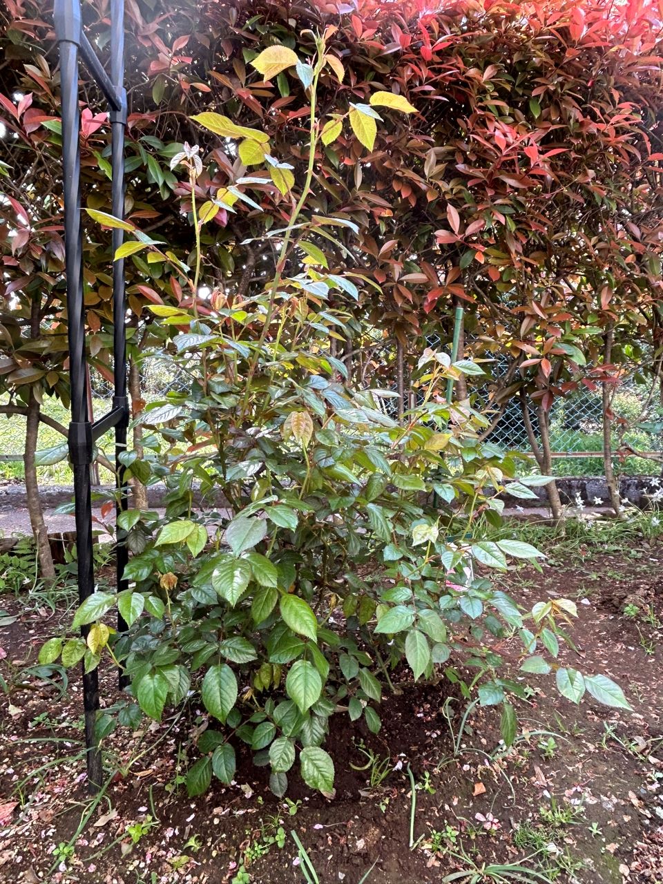 サイラスマーナー15L苗の33週後