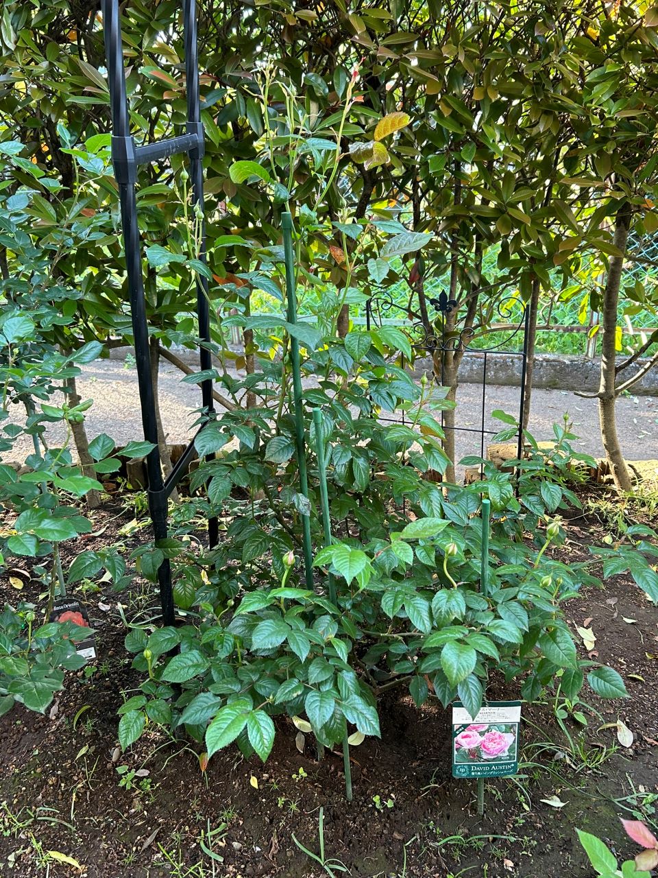 サイラスマーナー15L苗の36週後