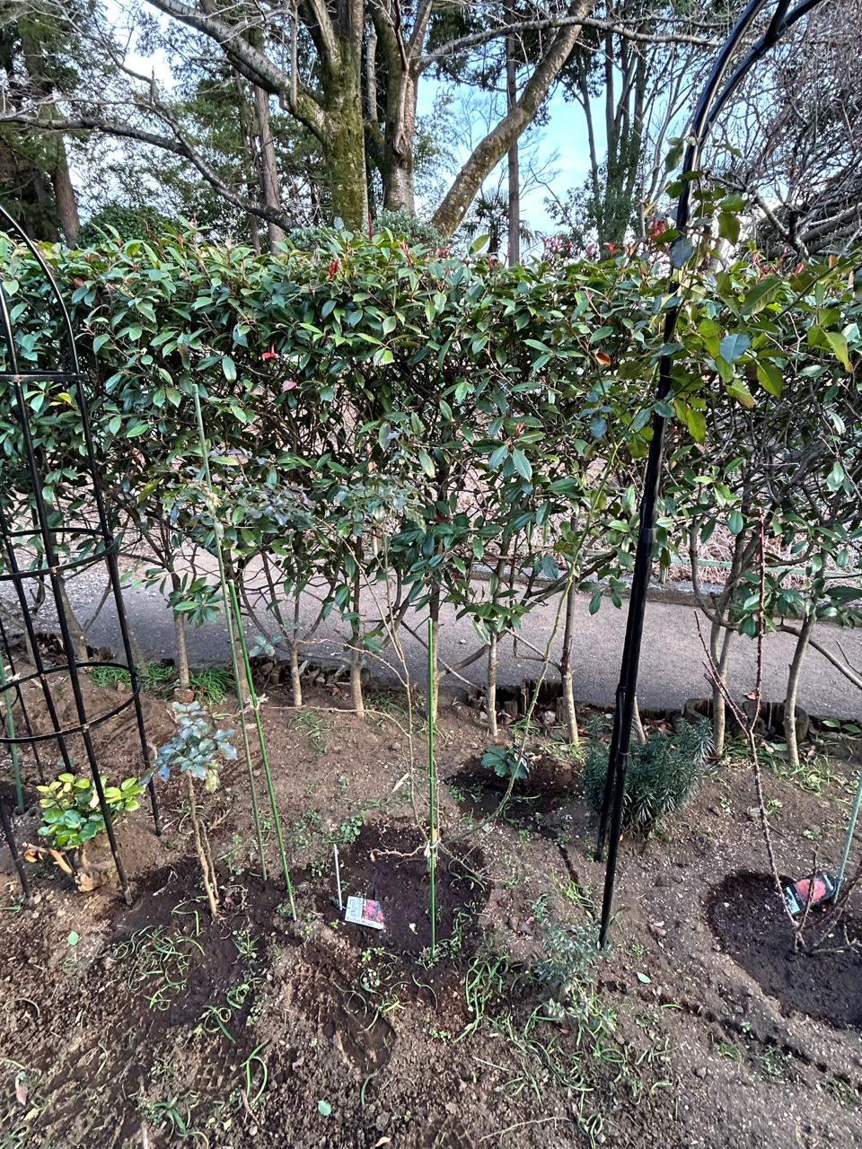 スーリールドゥモナリザ新苗16週後