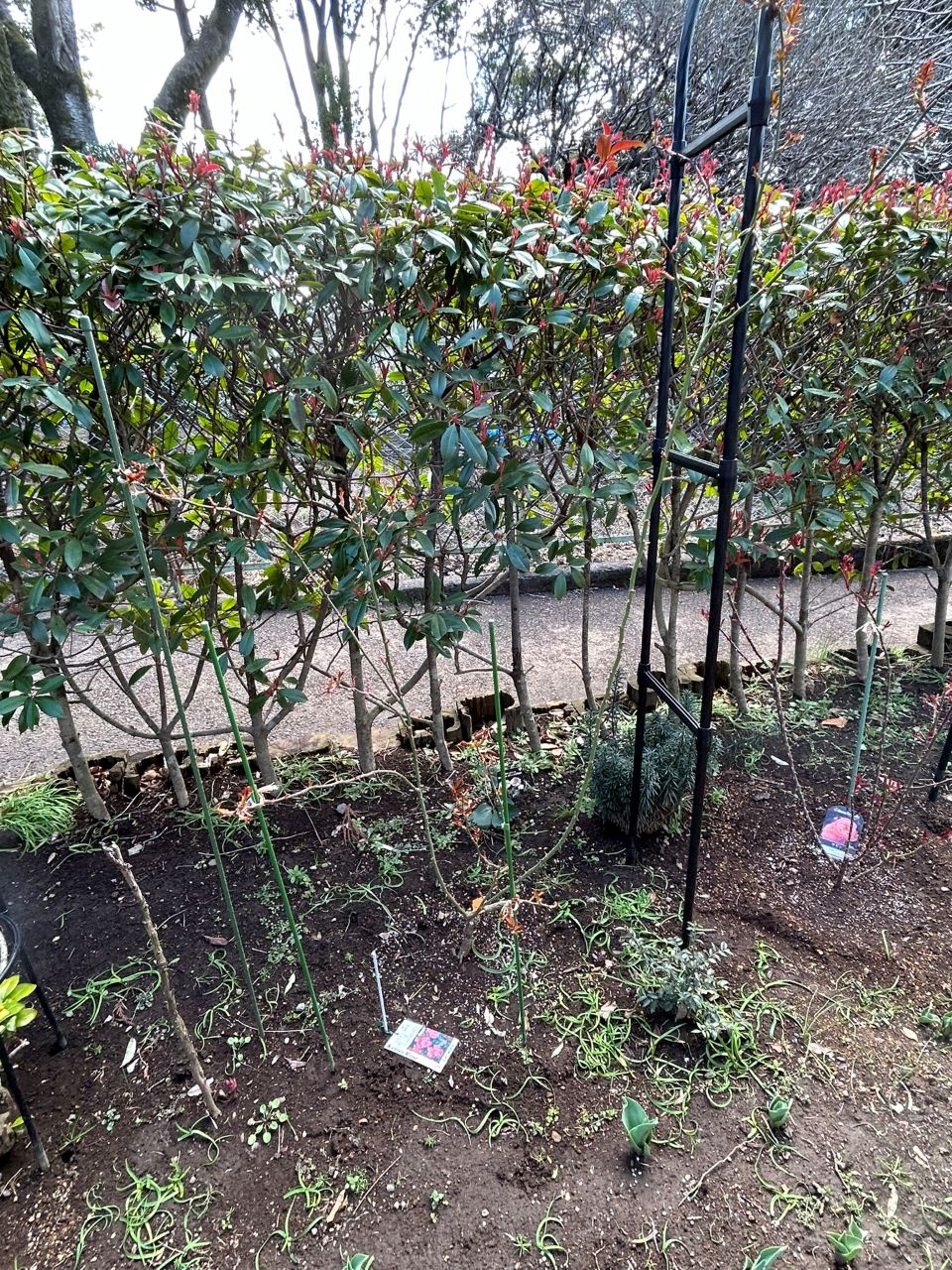 スーリールドゥモナリザ新苗34週後