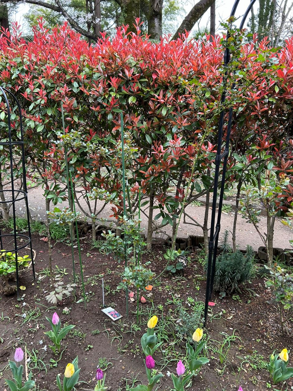 スーリールドゥモナリザ新苗38週後