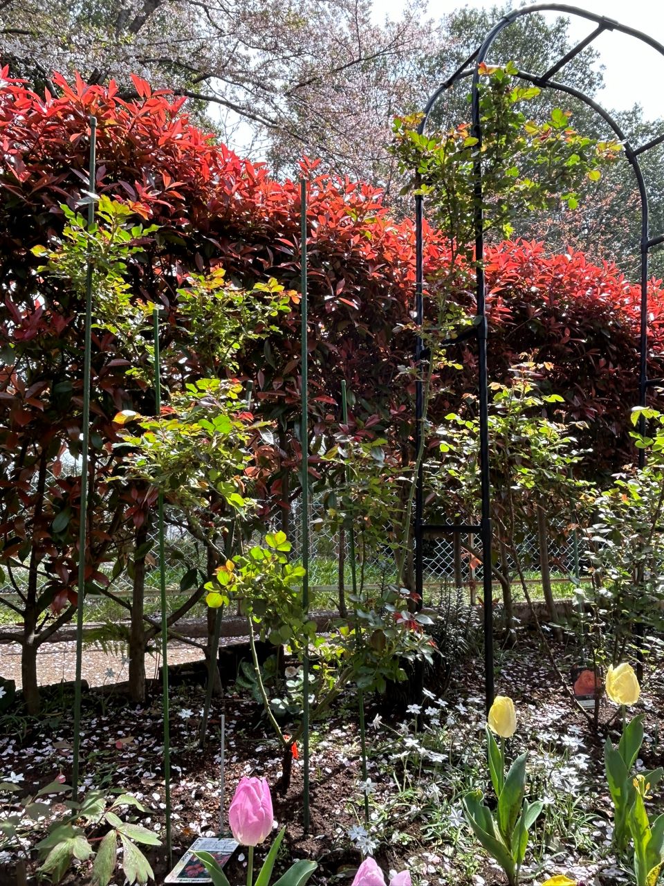 スーリールドゥモナリザ新苗39週後