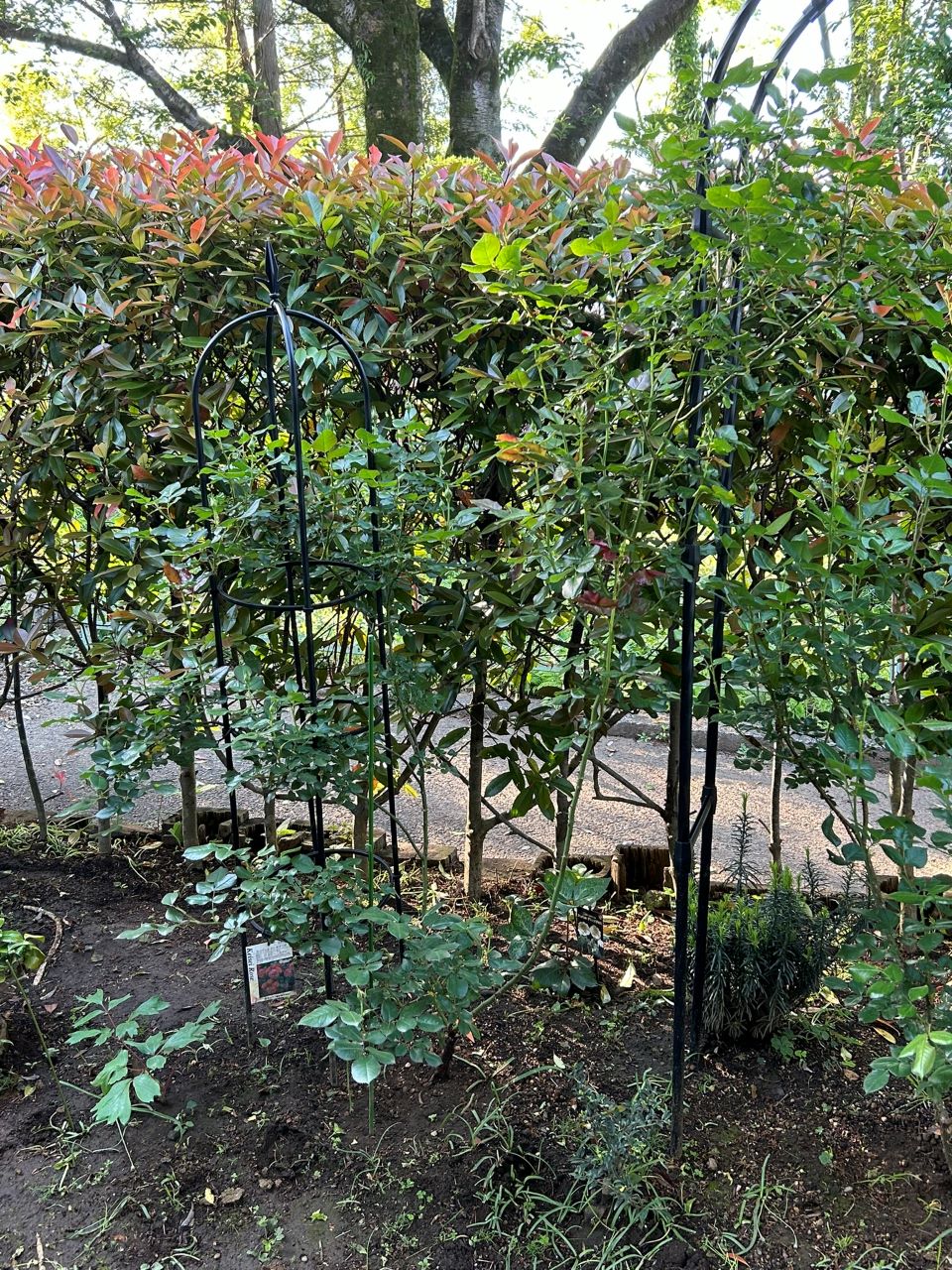 スーリールドゥモナリザ新苗44週後