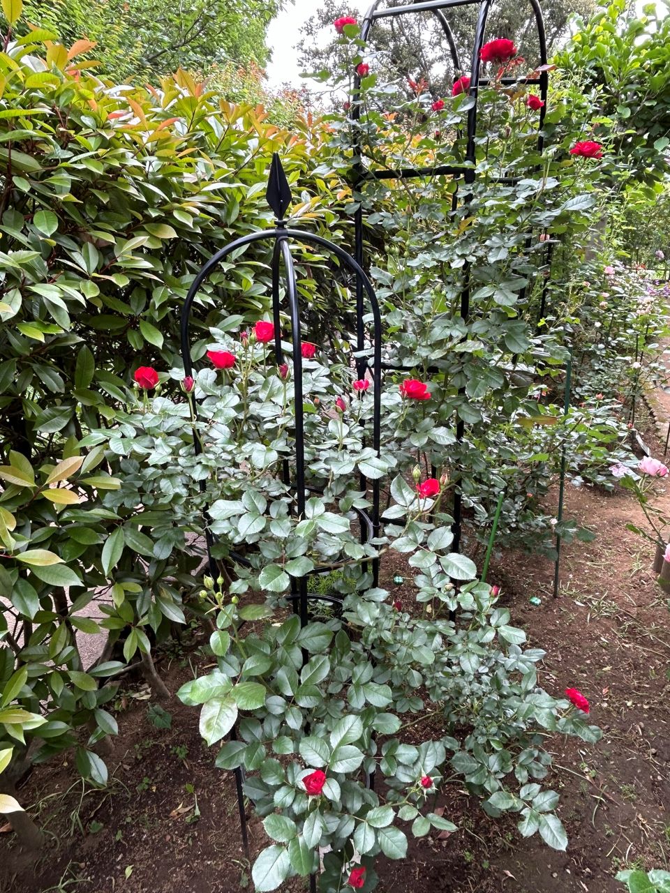 スーリールドゥモナリザ新苗45週後