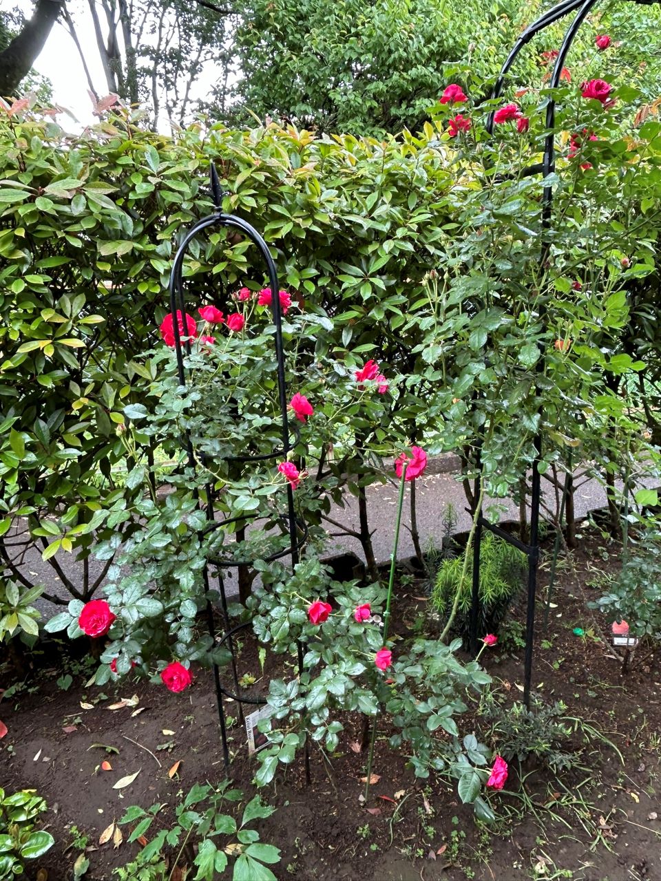 スーリールドゥモナリザ新苗46週後