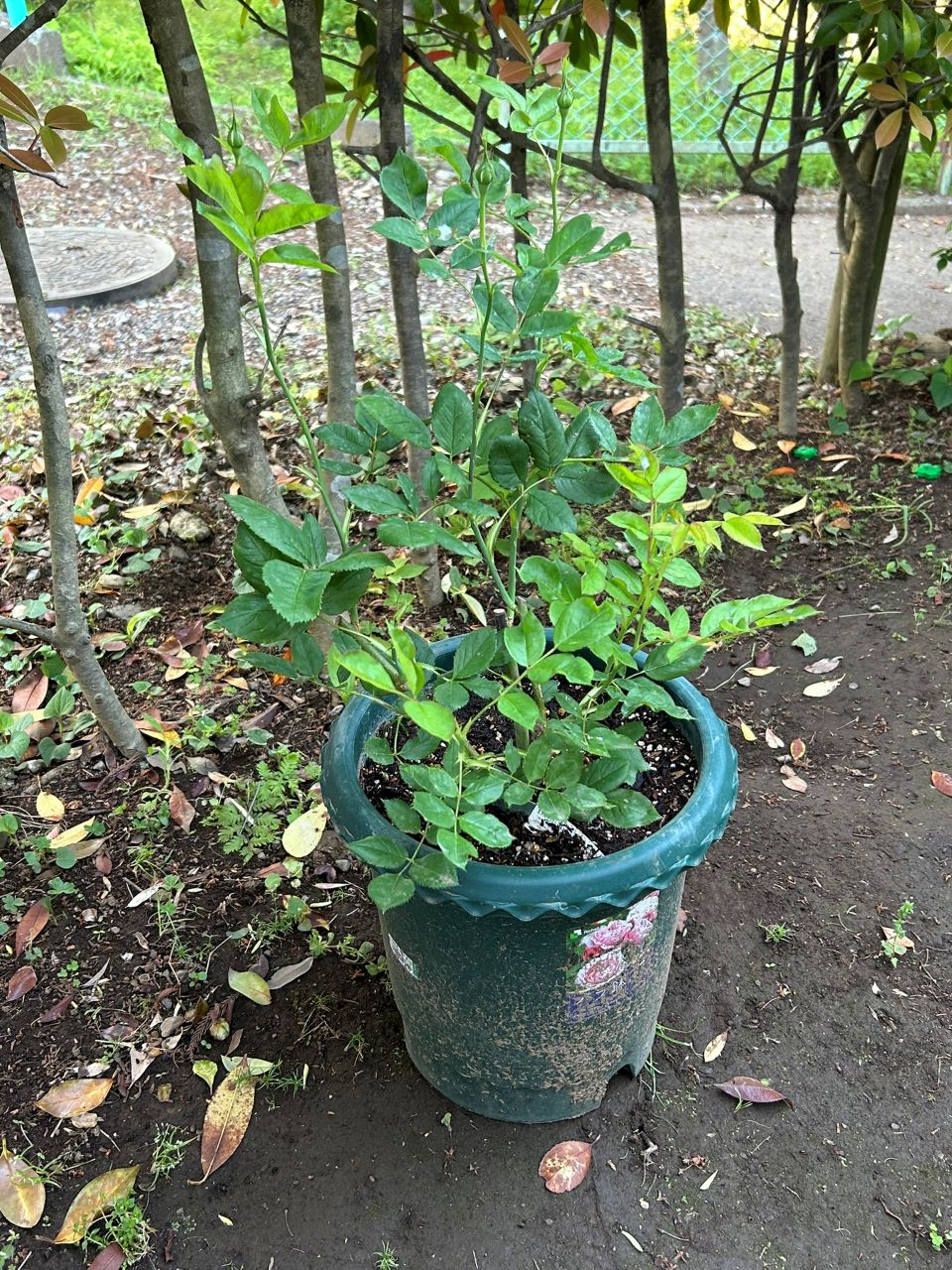 ヴァネッサ・ベル新苗の4週後