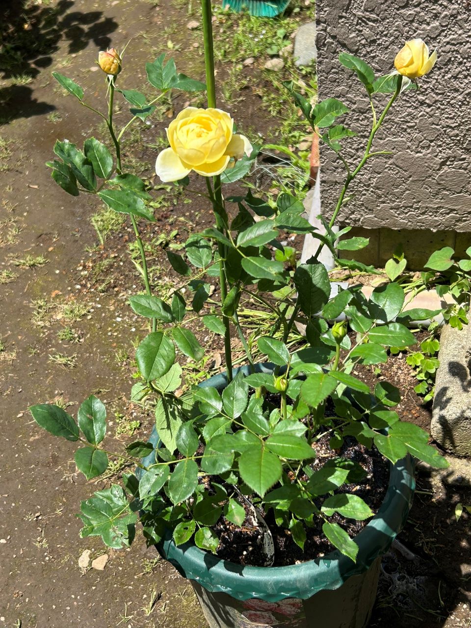 ヴァネッサ・ベル新苗の6週後