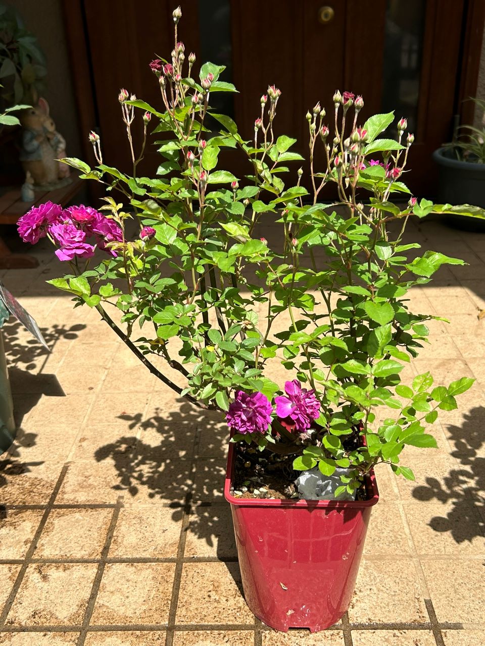 ヴィル・ナタール開花苗購入