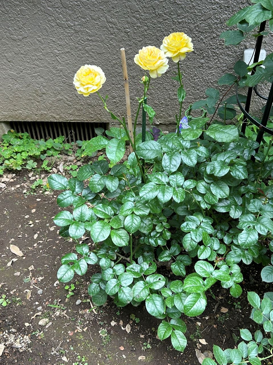 シャトー・ドゥ・シュベルニー大苗14週後