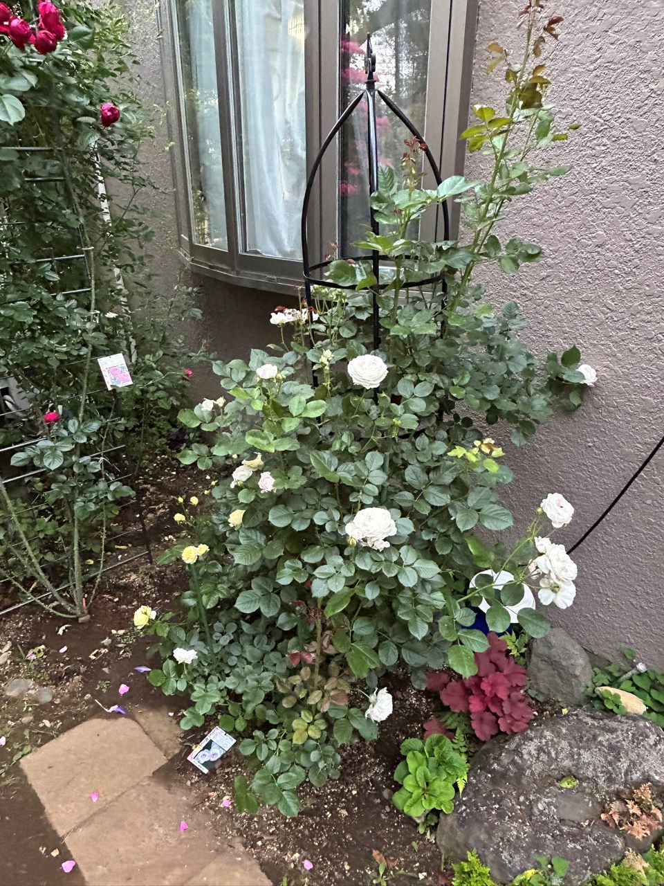 クリスティアーナの10月開花苗33週後