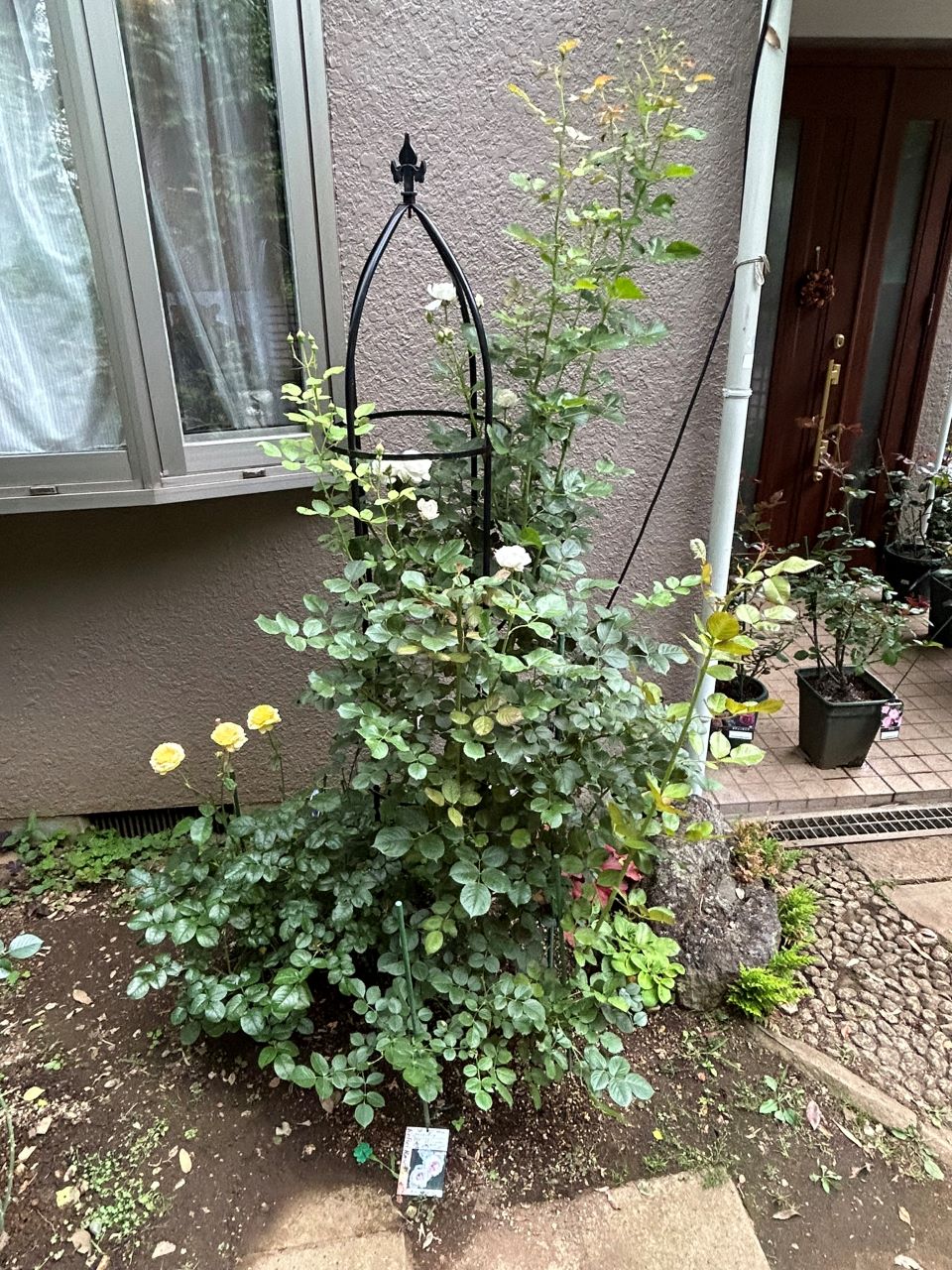 クリスティアーナの10月開花苗35週後