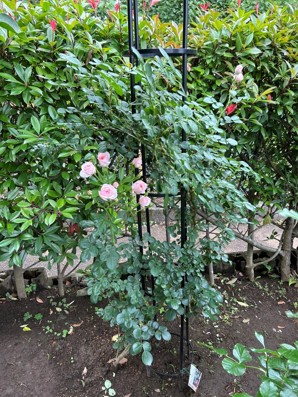 シンデレラ５月新苗51週後