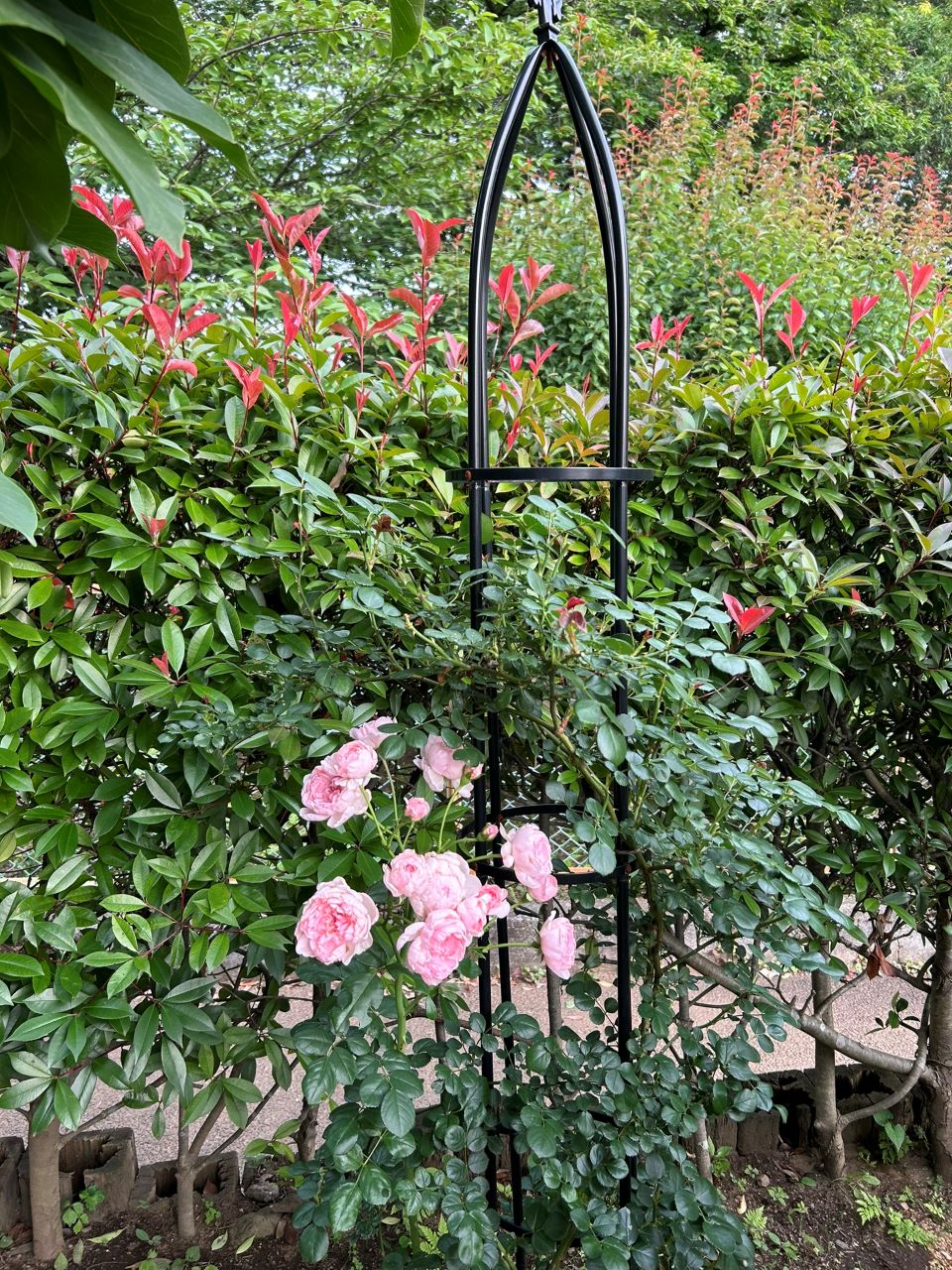 シンデレラ５月新苗52週後