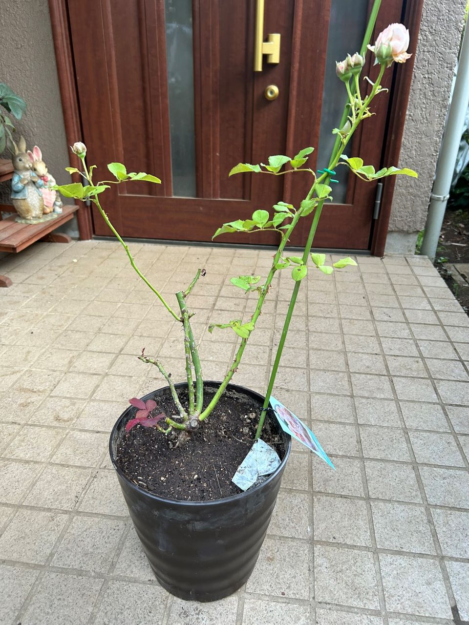 コンフィチュール開花苗の鉢増し