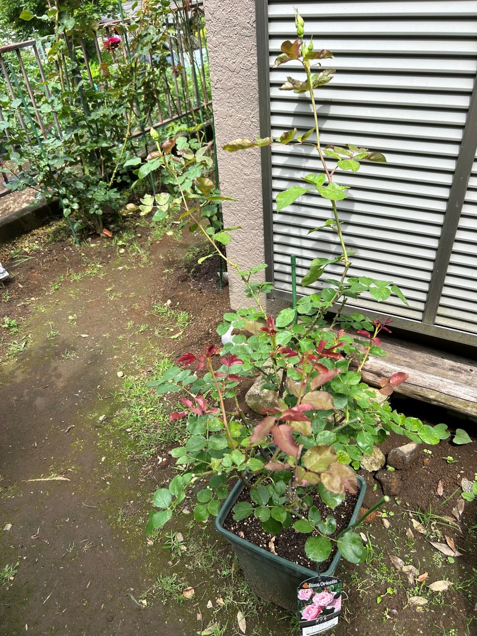 ダフネ大苗の18週後