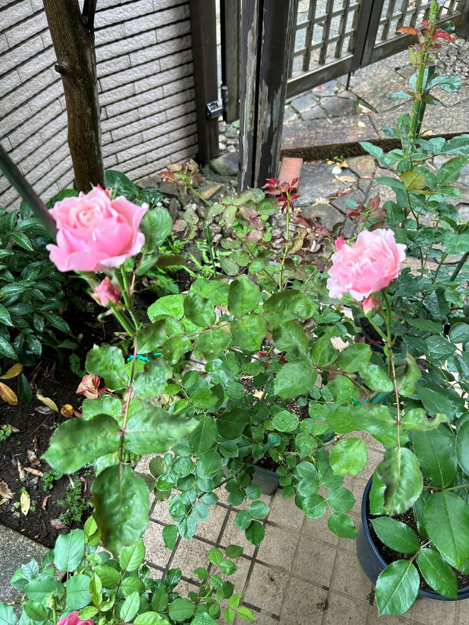 ダフネ大苗の19週後