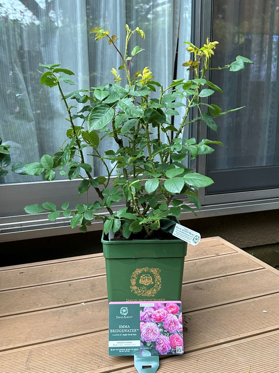 エマ・ブリッジウォーター開花苗の購入