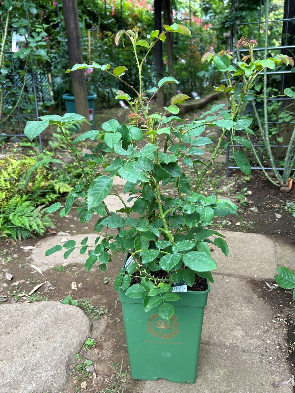 エマ・ブリッジウォーター開花苗の1週間後