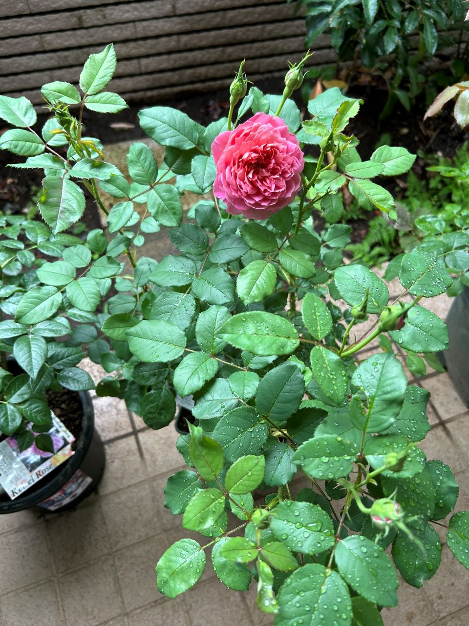 エマ・ブリッジウォーター開花苗の3週後