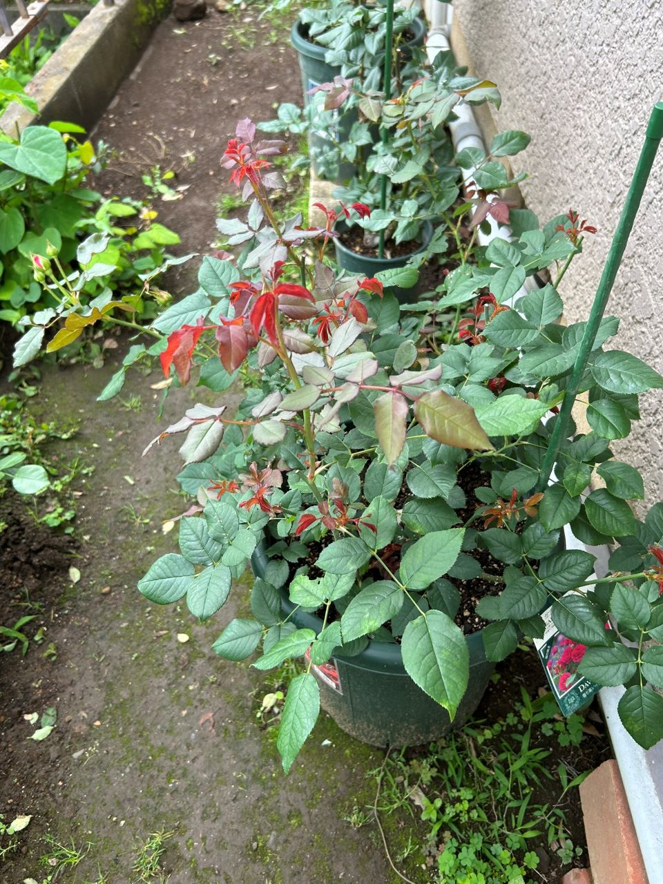 ガブリエル・オーク大苗23週後