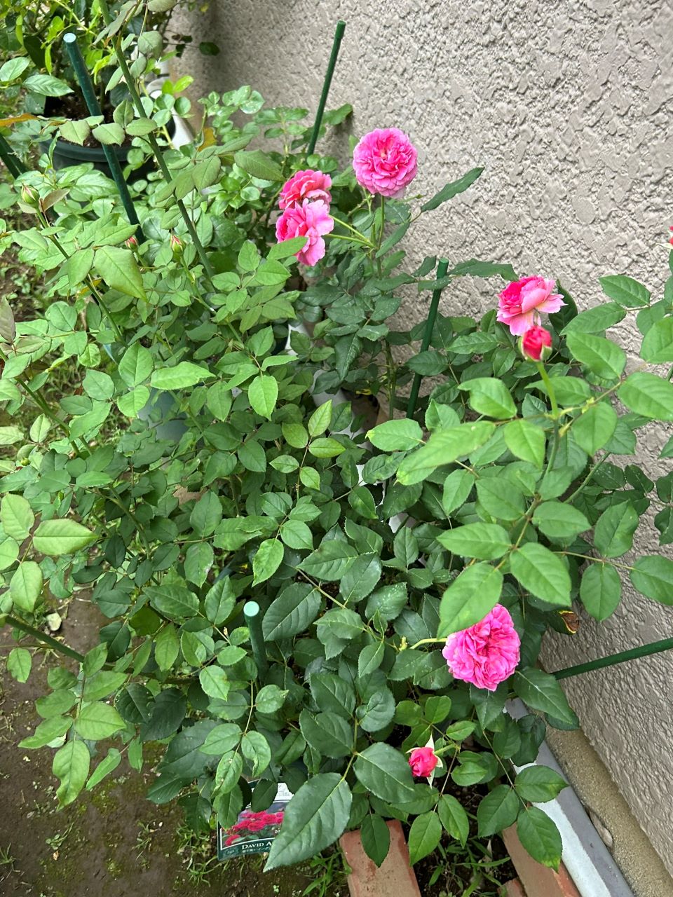 ガブリエル・オーク大苗26週後