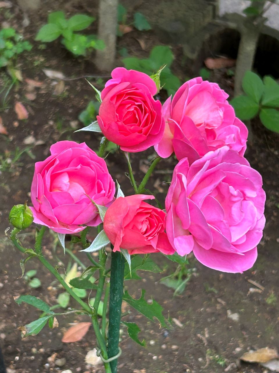 ジェネラシオン・ジャルダン裸苗16週後