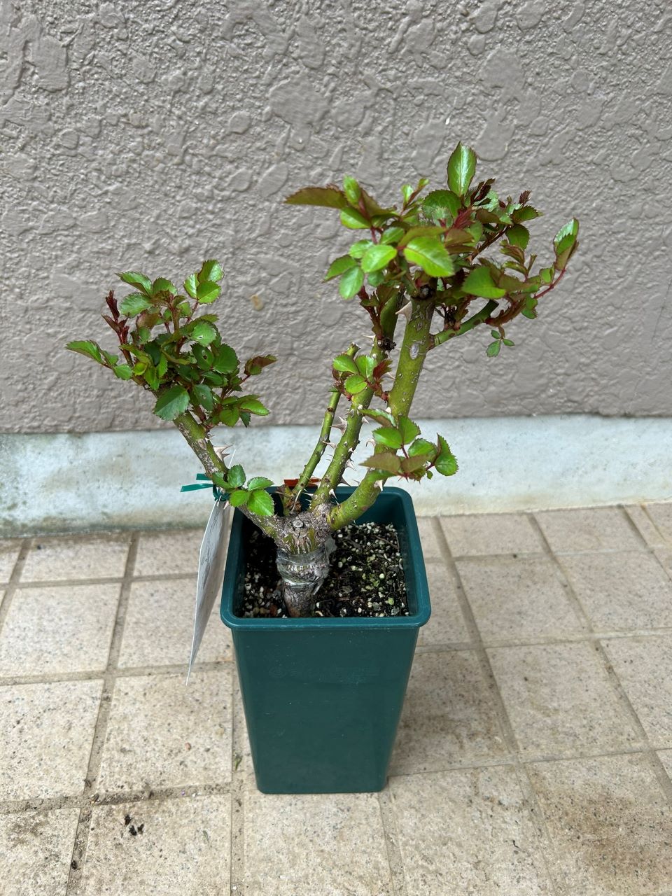 ラリッサバルコニアの大苗購入