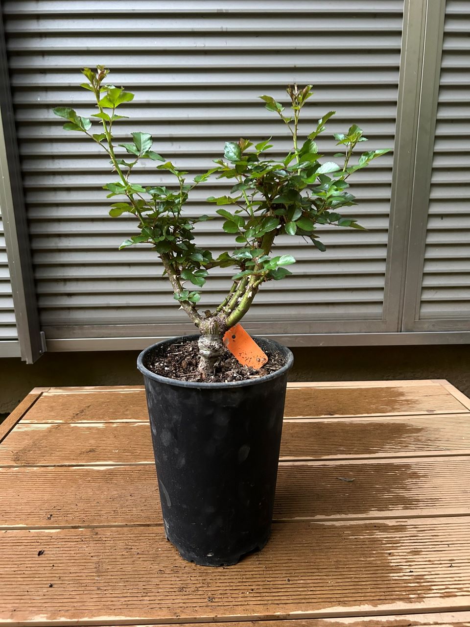 ラリッサバルコニアの大苗１週後