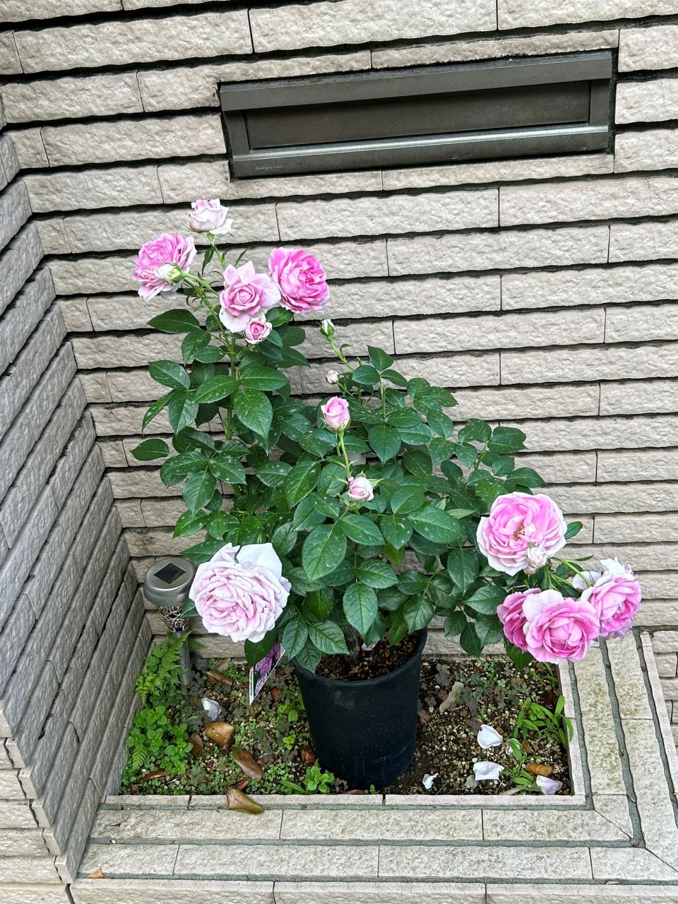 リラトロプフェン開花苗の1週間後-2