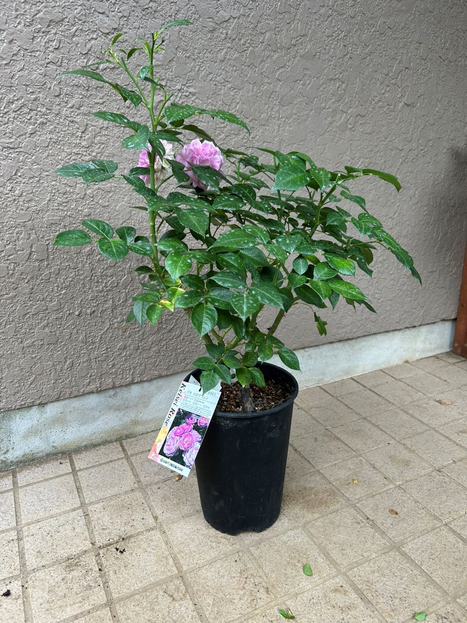 リラトロプフェン開花苗の2週後