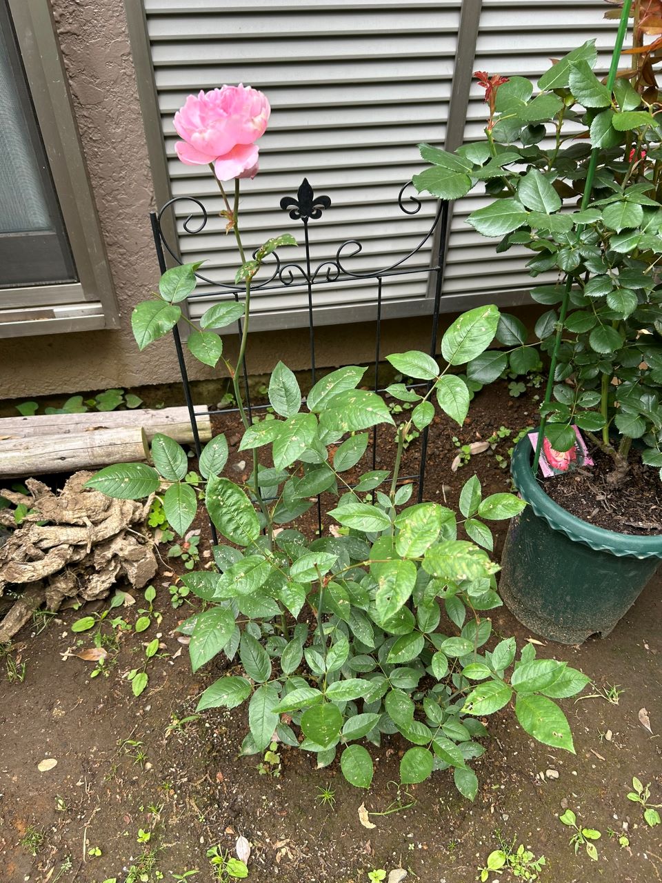 メアリー・ディレイニー裸苗25週後