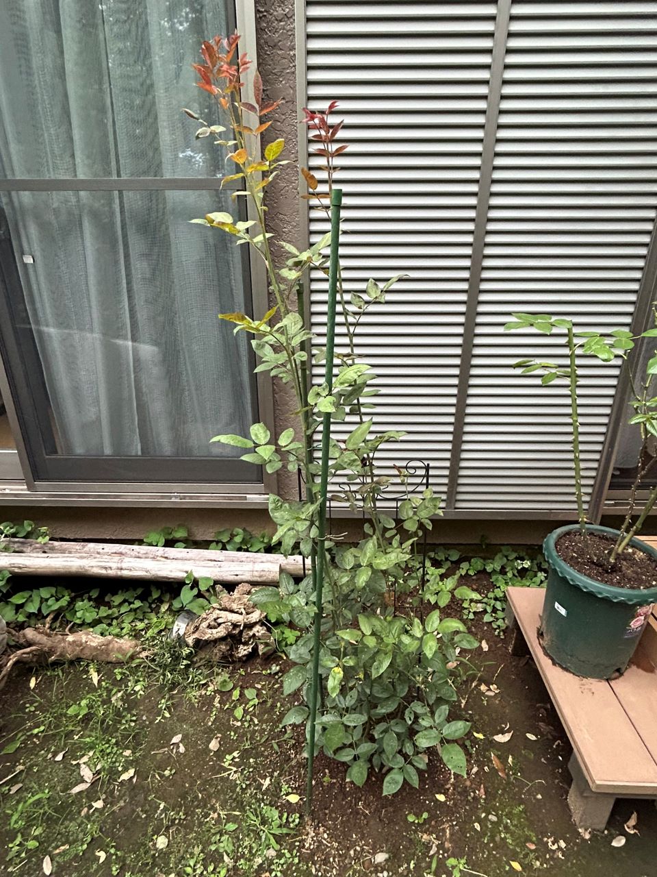 メアリー・ディレイニー裸苗29週後