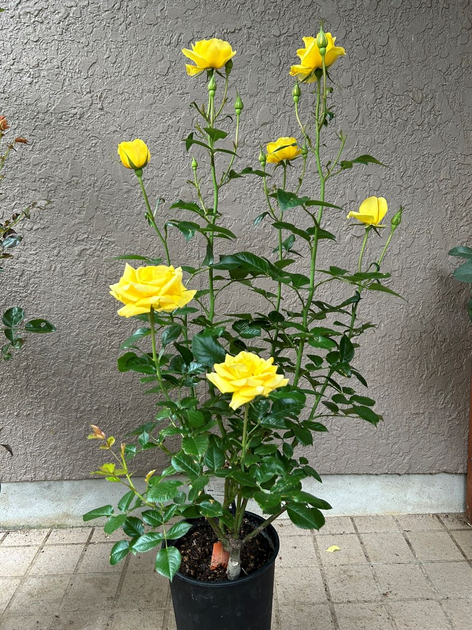 レヨンドゥソレイユ開花苗6週後