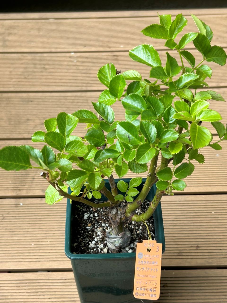 サングリアナイト大苗の購入