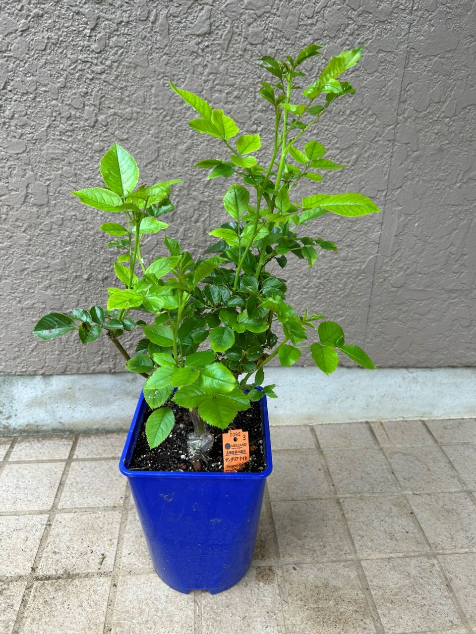 サングリアナイト大苗の4週後