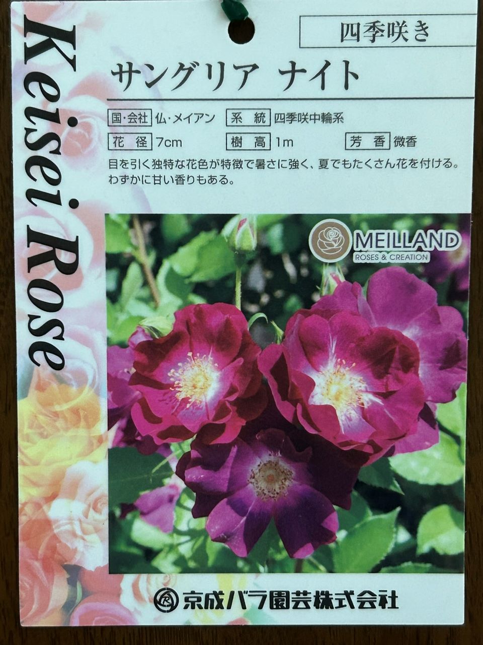 サングリアナイト