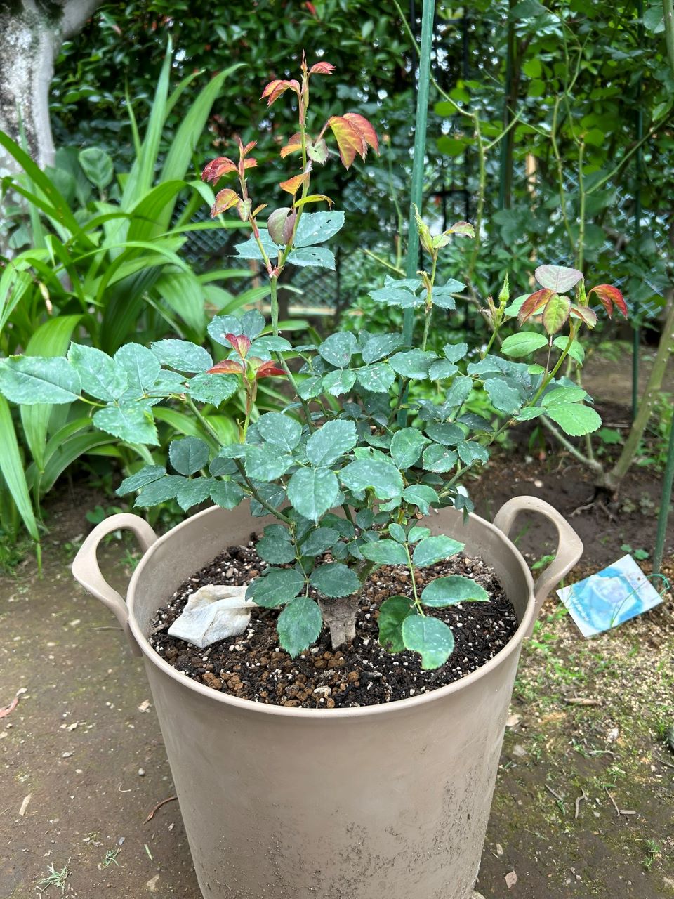 スキャボローフェア大苗の2週後