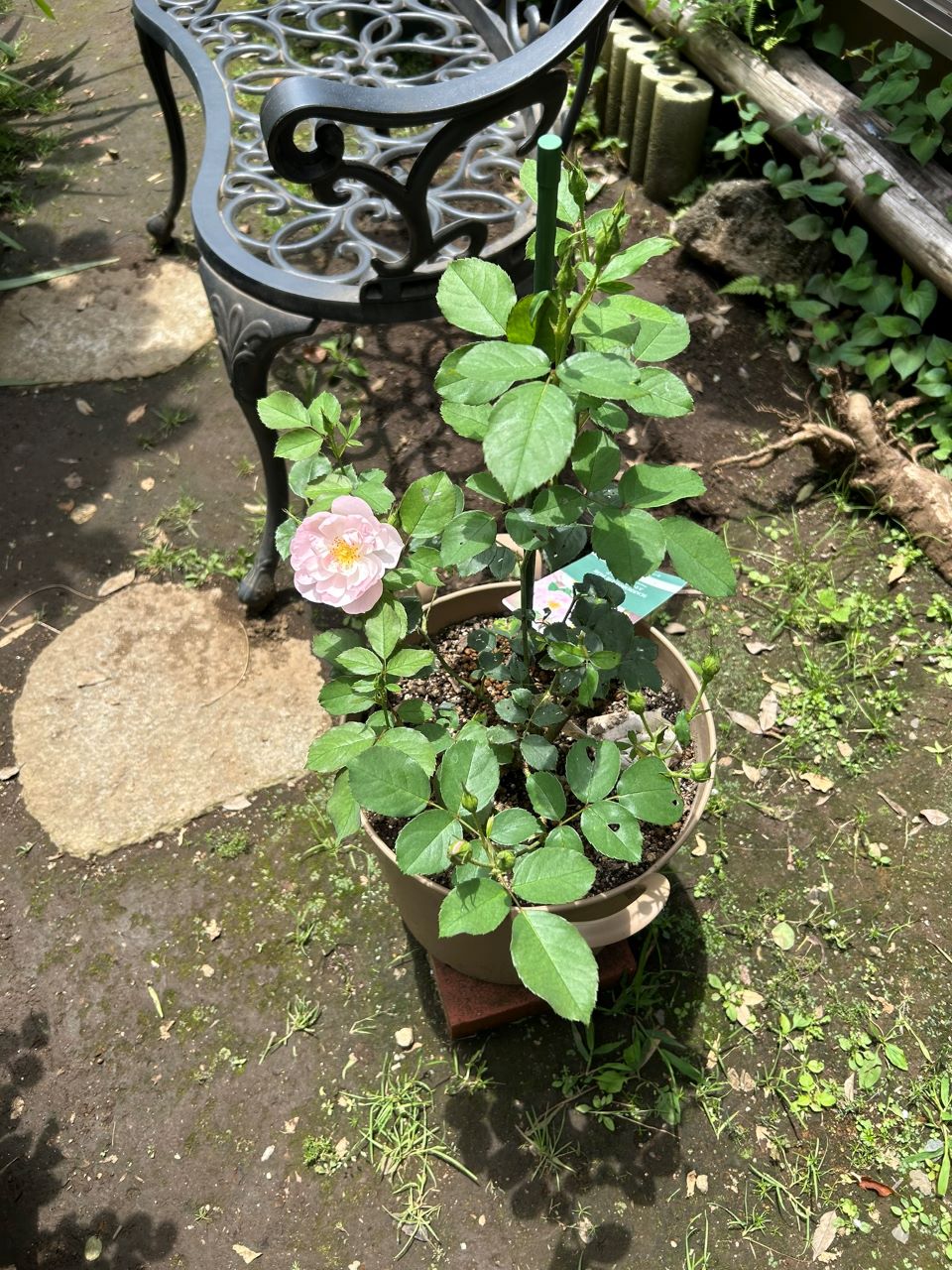 スキャボローフェア大苗の4週後