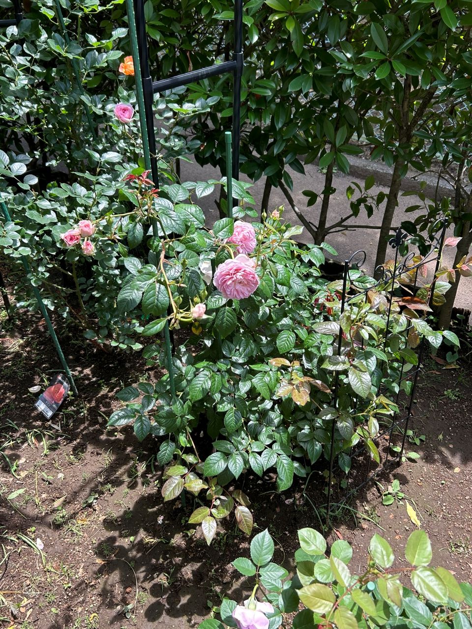 サイラスマーナー15L苗の38週後