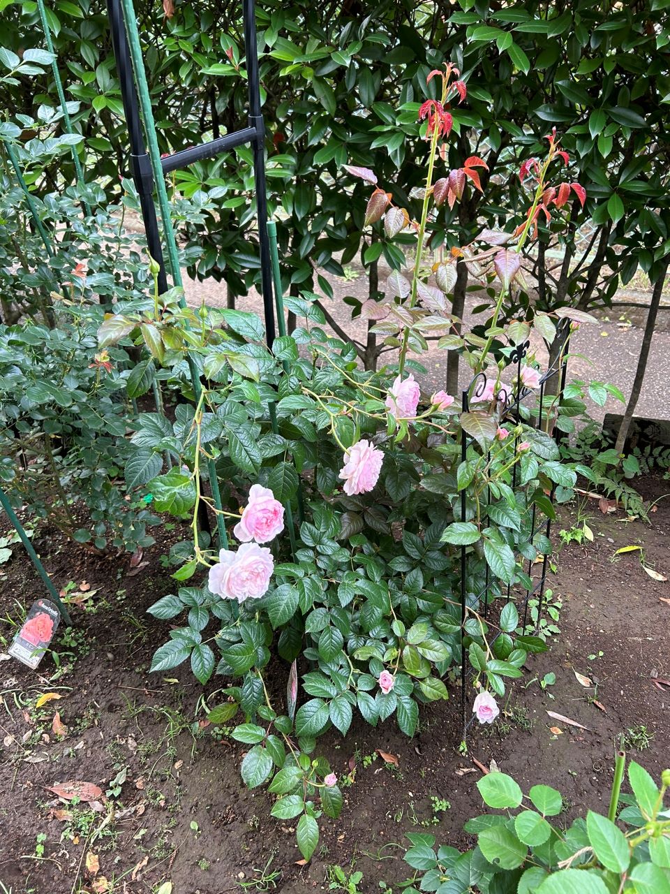 サイラスマーナー15L苗の40週後