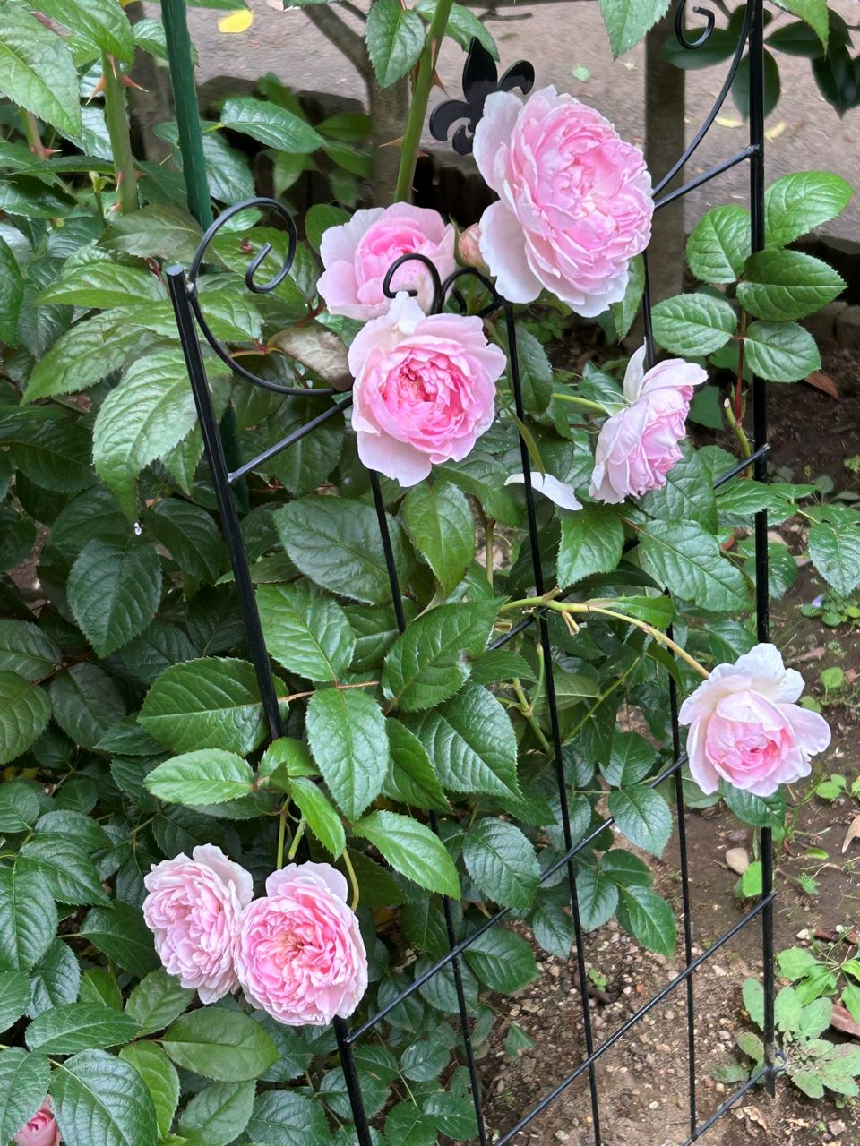 サイラスマーナー15L苗の41週後