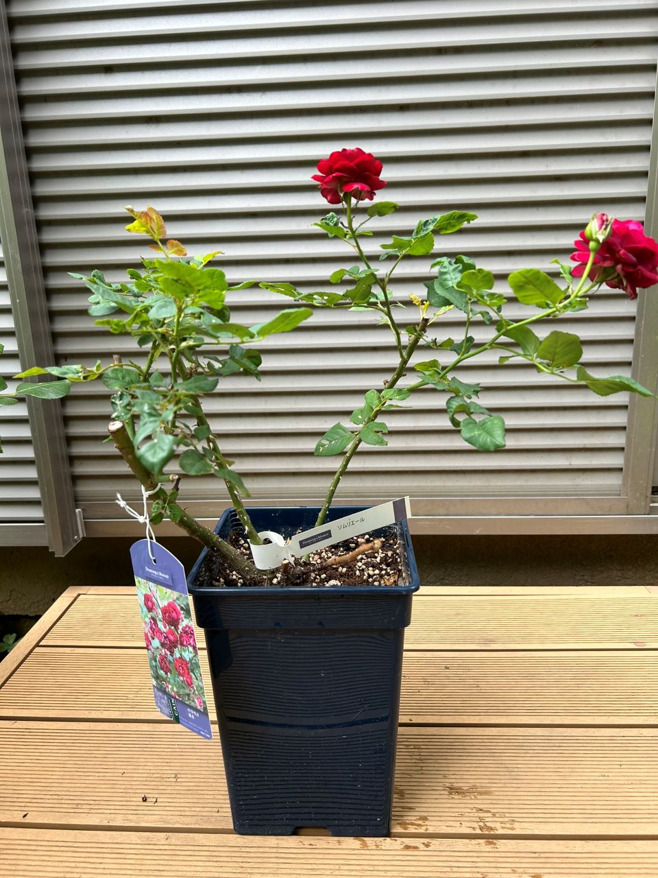 ソムリエール開花苗の購入