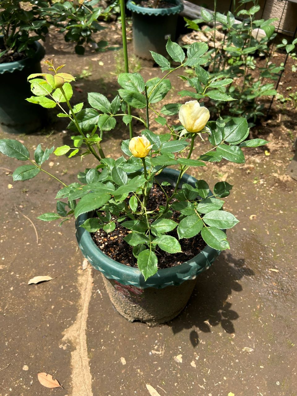 ヴァネッサベル開花苗の7週後