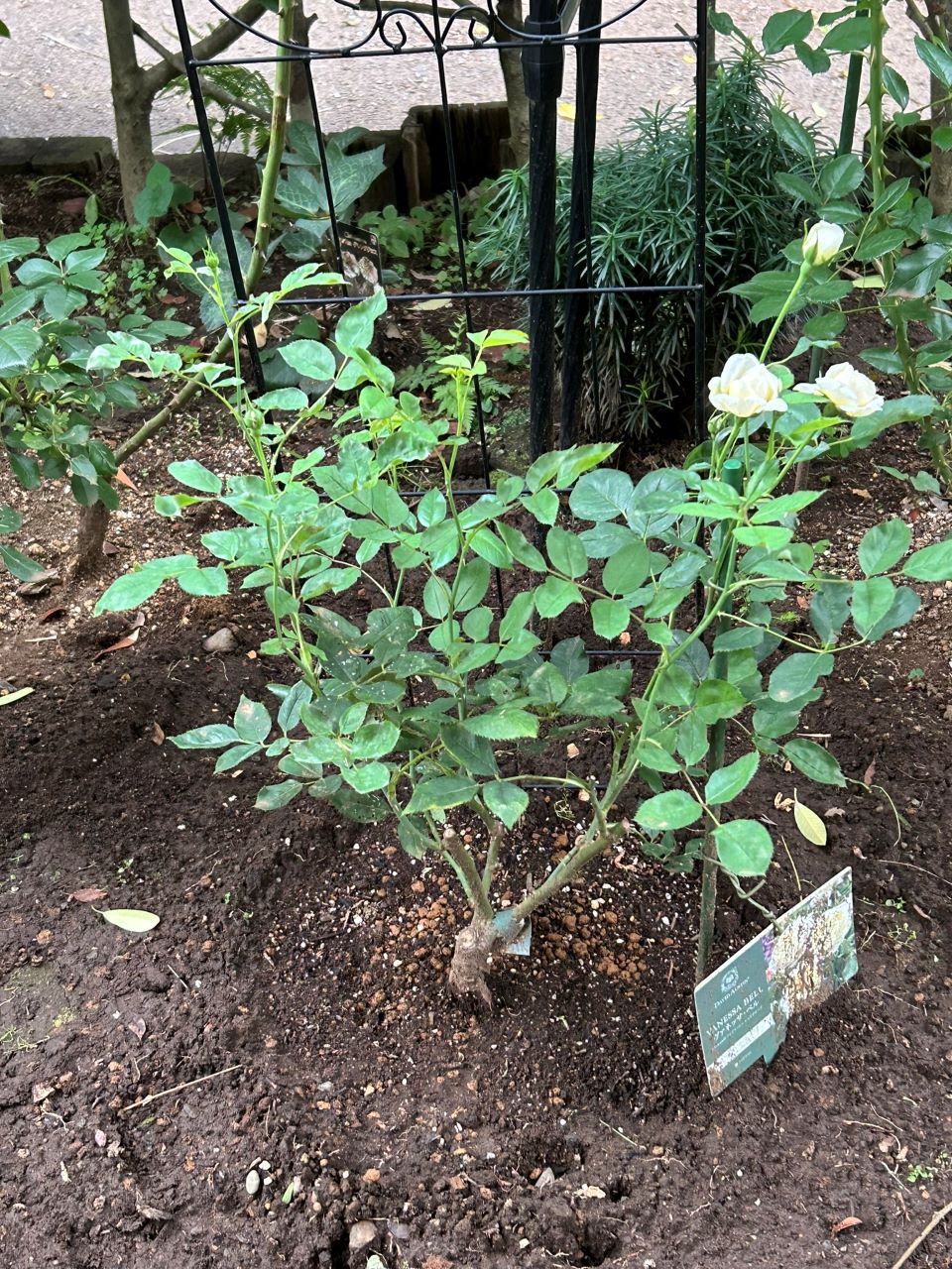 ヴァネッサベル開花苗の12週後