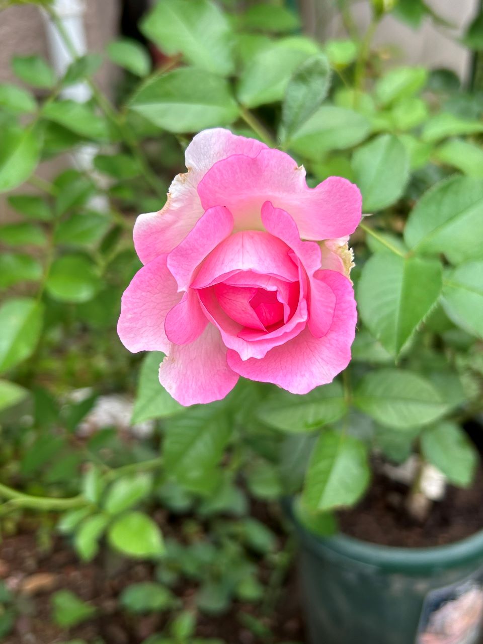 アダージョ開花苗の6週後